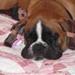 Boxerhvalpe