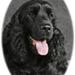 din hund,s sygdom