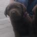 Regler ang hund i bil