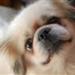 Hundepasning/luftning