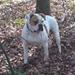 fundne hunde mangler deres ejer