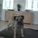 Puppia eller Julius K9