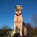golden retiver