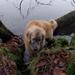 Hvilket foder til hund med HD?
