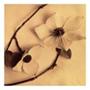 Cathrine T