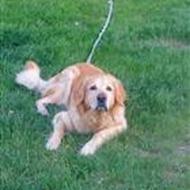 *-.Louise Bechgren.-*Jeg elsker Carlo :