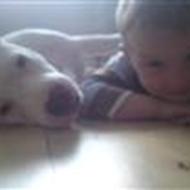 Rina N, amstaff forever .