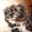 sanne