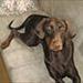 Dobermann låger til kennelen :)