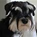 Hundetræning nær Kbh onsdag