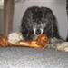 hundefoder