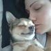 Gammel chihuahua er blevet agressiv