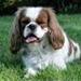 Søger hun Cavalier king charles 