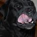 privat pasning af hund- hvor???