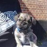 fam. Ørbæk Nirto .