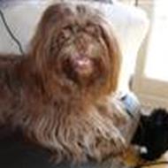 *kennel Taybe* l