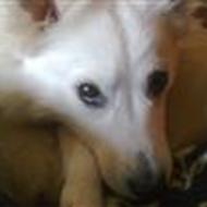 Charlotte Vilsbøll K