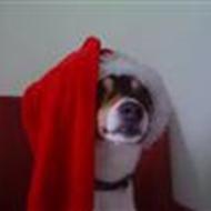 .•:*¨¨*:•.Bølle.•:*¨¨*:• .