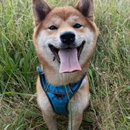 Jasmin&Nicko ~Team GårdHund~ m