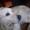lasse n