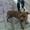 ¤ Heidi Spangfort - I Love My Amstaff ¤