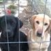 Hundehvalpe til salg ;b