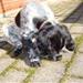 Hike hundefoder