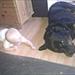 2 hunde efteryses 7441/7430