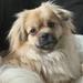 2 hunde