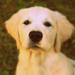 Skifte hunde foder
