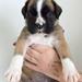 god hunde bil