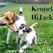 Jack Russell Terrier / Parson 