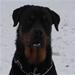hundefoder