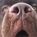 Niggeloh Follow schweiss sele 3 quick release til "smal" hund