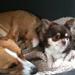 Bedste neglefil til stor hund