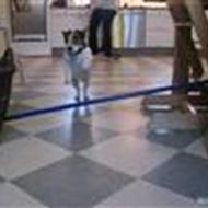 'min hund er bedre end din hund. :-D.  