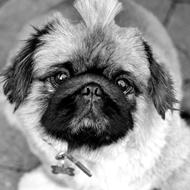 Mandy Sisse - Pekingeseren! N