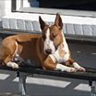 Racerepræsentant for Miniature Bull Terrier - Bibb