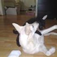 Daniella Bjartalid R