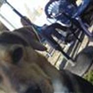 Fordi vi kan, vi vil, vi tror! Bland. Hund bedst *