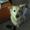 sigrid h