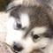Jack H