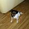 Betina T