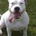 Amr. Bulld Tæve sgr amr. bull Hanhund.