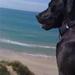 hvor stor bliver vores hund ca?