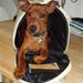 Orijen hundefoder