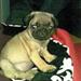 K9 sele. Nogen der har en mops?