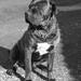 Godt seniorfoder til lille hund?