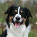 Genoptræning mentalt af border collie