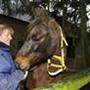 Karina smuk Irish cob *